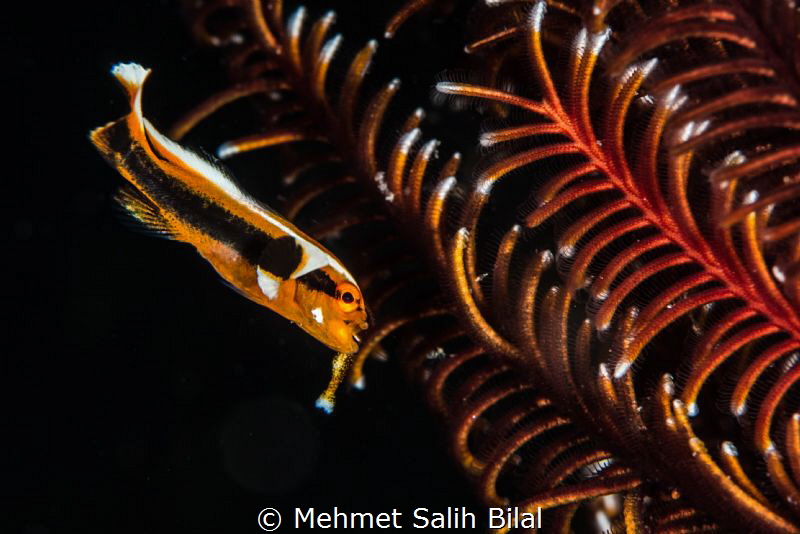 Clingfish attack to a shrimp by Mehmet Salih Bilal 
