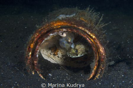 A small porcupine fish is hiding in a tin can. In the wat... by Marina Kudrya 