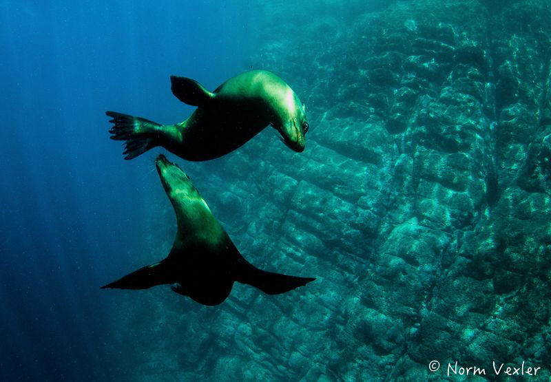 Playful Sea Lions by Norm Vexler 