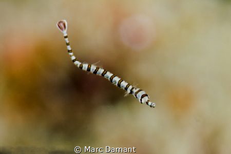 I have been trying hard to get a good photo of a Banded P... by Marc Damant 