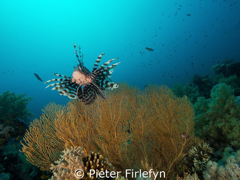 Lionfish with gorgonian by Pieter Firlefyn 