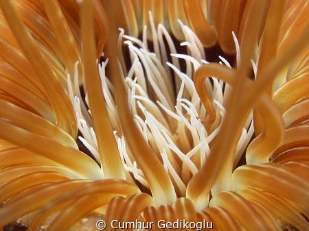 Pachycerianthus fimbriatus
ORANGE FLAME by Cumhur Gedikoglu 