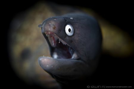 E E L 
Greyface moray eel (Gymnothorax thyrsoideus)
Ani... by Irwin Ang 