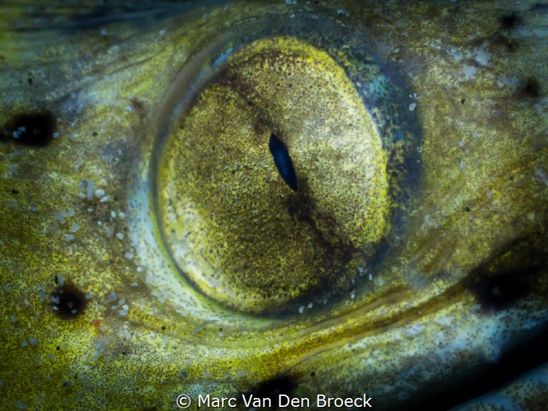 Yellow eye by Marc Van Den Broeck 