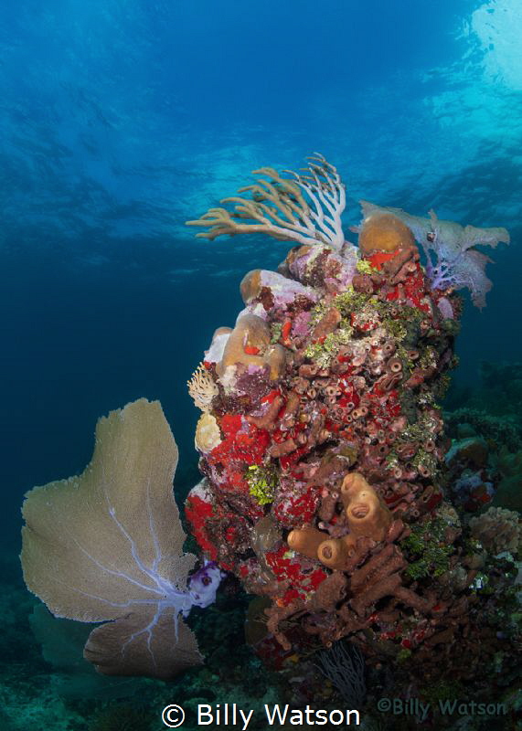 Unusual coral stand providing a variety of textures & col... by Billy Watson 