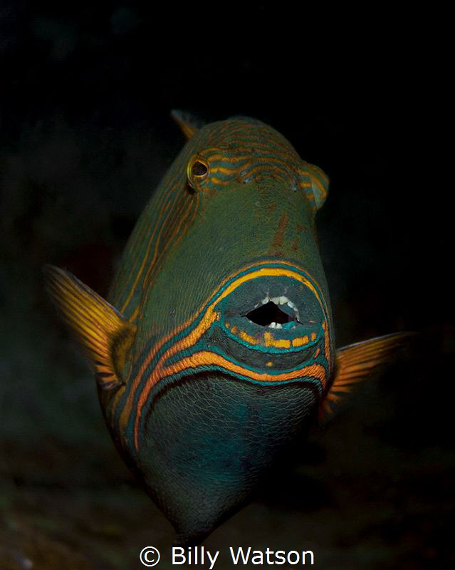 Orange-lined Triggerfish by Billy Watson 
