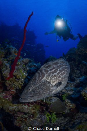 "Black Beauty"
This very large Black Grouper has been ha... by Chase Darnell 