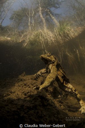 king of the hill....
male toad, Gemany freshwater by Claudia Weber-Gebert 