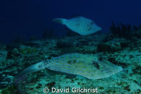 A pair of Scrawled FileFish keep an eye on me while maint... by David Gilchrist 