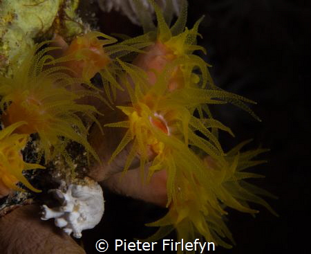 Coral / sea anemone by Pieter Firlefyn 