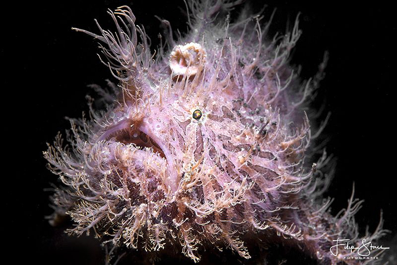 Hairy frogfish, Lembeh Strait, Sulawesi by Filip Staes 