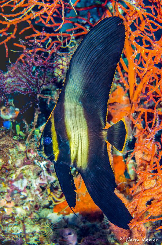 Pinnate Spadefish in Raja Ampat by Norm Vexler 