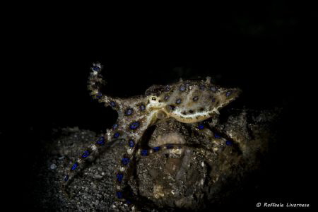 Blue ring octopus with snooted strobe light by Raffaele Livornese 