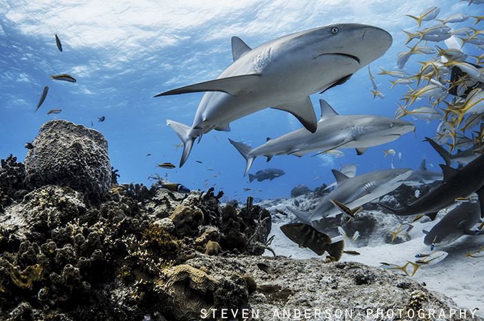This image is the  arrival of sharks as we hit the bottom... by Steven Anderson 