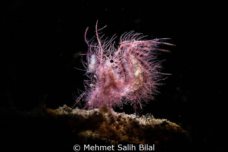 Pink hairy shrimp with snoot. by Mehmet Salih Bilal 