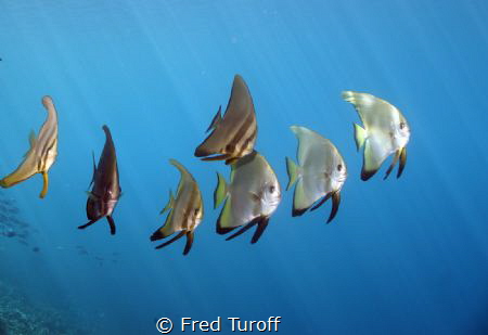 I noticed this small school of spadefish swimming by the ... by Fred Turoff 
