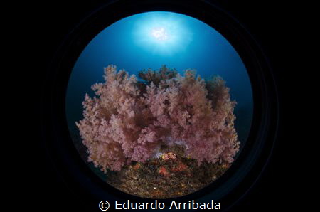 Soft Coral by Eduardo Arribada 