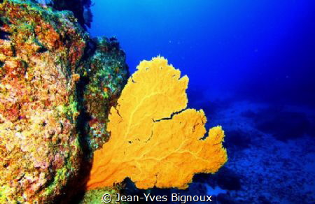 Whale Rock dive site Gorgonian coral or sea fan Mauritius... by Jean-Yves Bignoux 