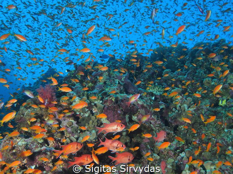 Red sea corals by Sigitas Sirvydas 