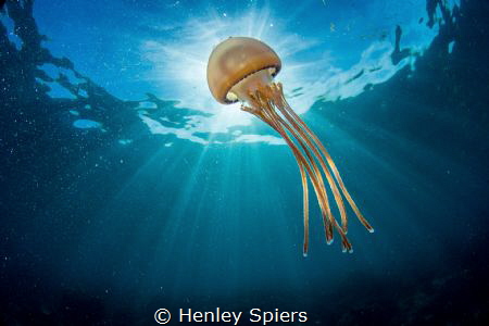 Jellyfish Bothering by Henley Spiers 