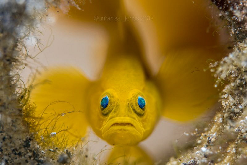 Lubricogobius exiguus 
Backlight with retra snoot fill by Wayne Jones 