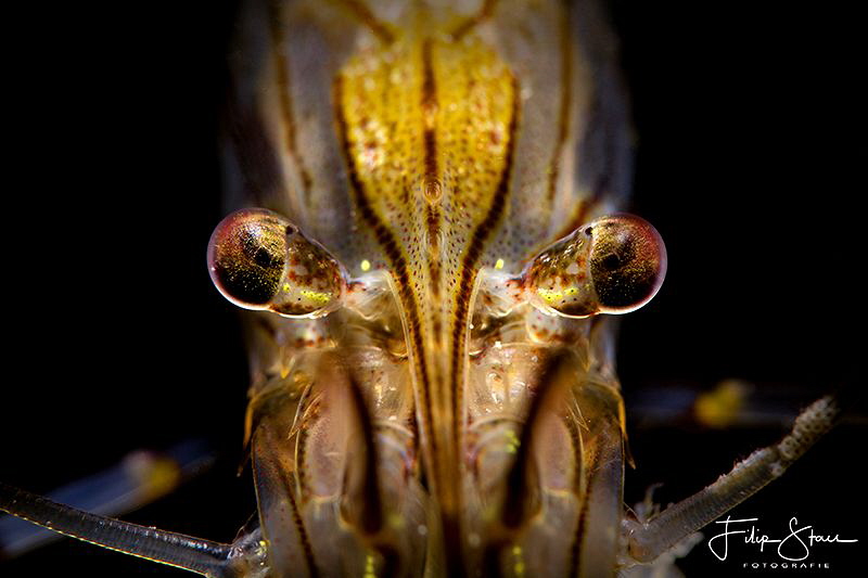 Close encounter with a shrimp. Zeeland, the Netherlands. by Filip Staes 