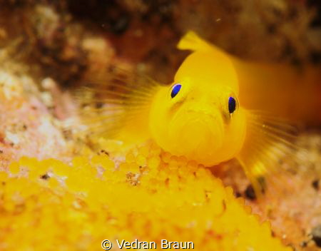 Pigmy goby guarding its eggs. by Vedran Braun 
