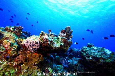 Reef ecosystem Grand Bay Mauritius 18 m by Jean-Yves Bignoux 
