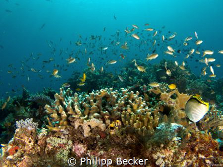 Reef scape shooted at Yembraimuk (Raja Ampat) with G16 by Philipp Becker 