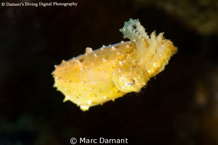 Pygmy Cuttlefish a master of disguise shows off when movi... by Marc Damant 