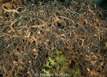 This ball of bristle  was filmed in Grenada off a wreck dive by Miriam Ruffolo 