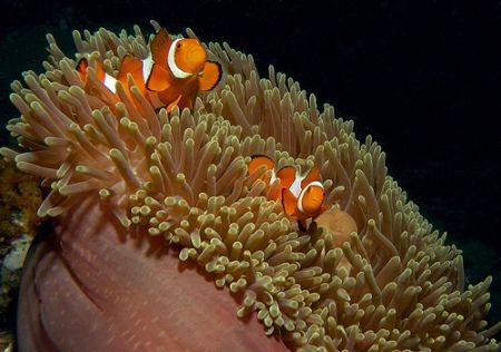 a couple of anemone fishes in their home anemone, off Sip... by Mona Dienhart 