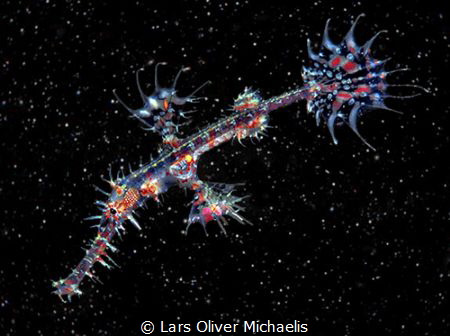 harlequin @ space
harlequin ghost pipefish (Solenostomus... by Lars Oliver Michaelis 
