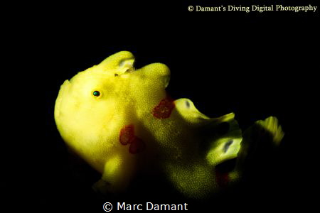 A tiny Painted Frogfish snooted !00mm macro plus 5 diopter. by Marc Damant 