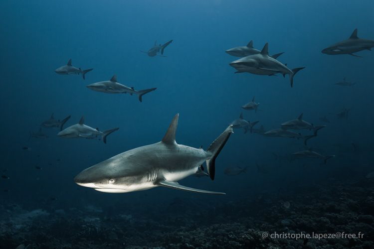 The remote island of Fakarava and its famous grey sharks ... by Christophe Lapeze 