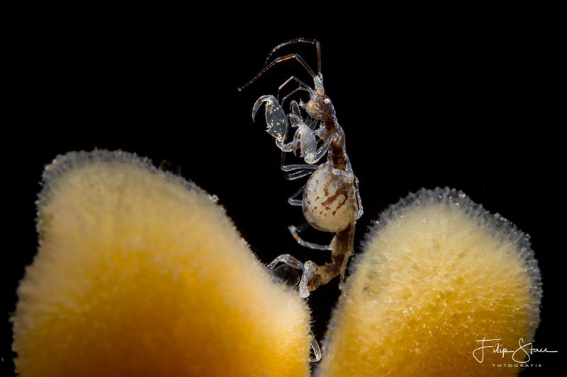 Skeleton shrimp (Caprella mutica), Oosterschelde, Zeeland... by Filip Staes 