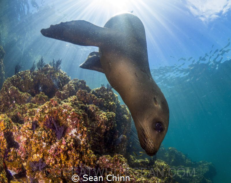 Sea lion playtime. by Sean Chinn 
