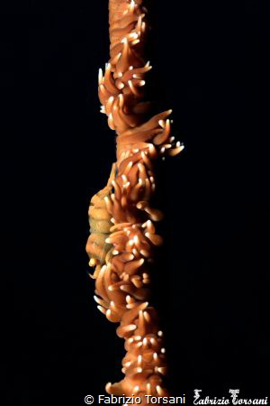 A cryptic shrimp on a whip coral by Fabrizio Torsani 