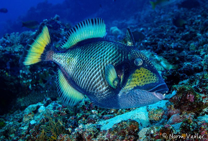 Titan Triggerfish - stay clear of this guy...right! by Norm Vexler 