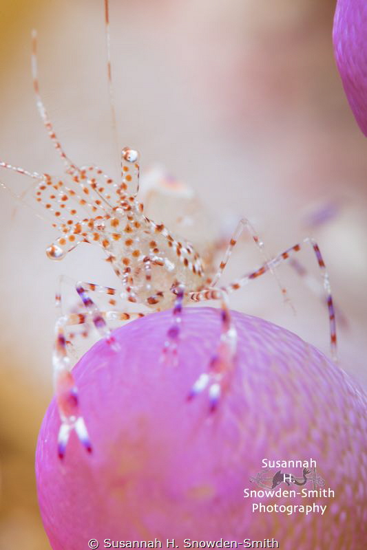 "Contemplative"

A spotted cleaner shrimp spaces out on... by Susannah H. Snowden-Smith 