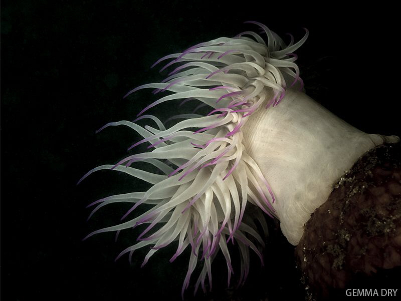 Anemone enjoying the darkness and surge on Hakskeen Reef. by Gemma Dry 