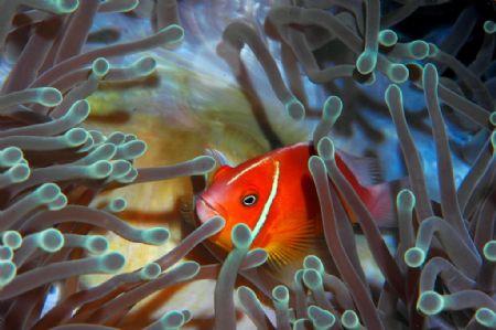 Pink Anemonefish; Nikon D70s/60mm lens by Alison Forbis 