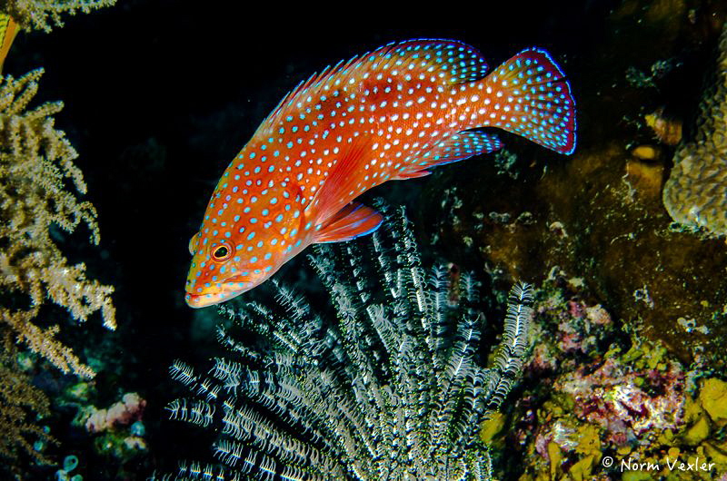 A beautiful fish on the reef in Raja Ampat - the Coral Gr... by Norm Vexler 