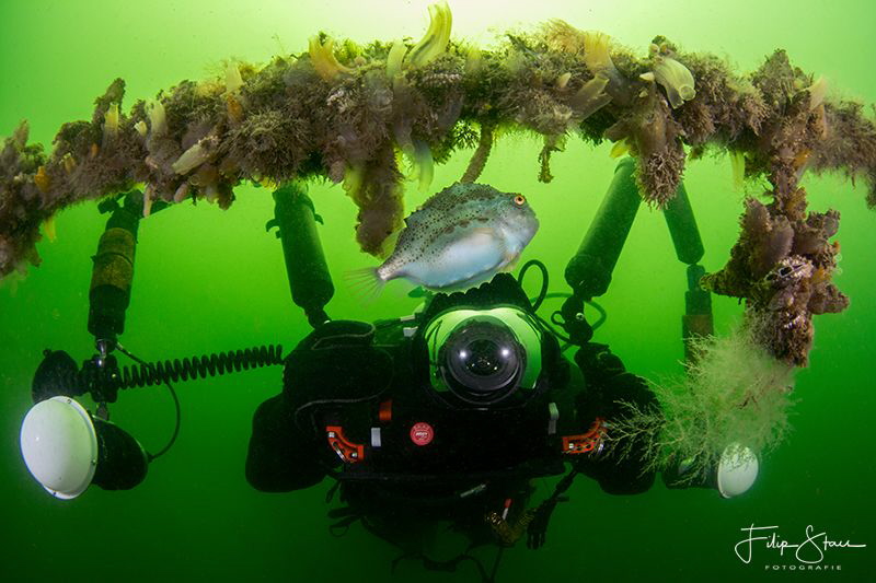 A diver is photographing a juvenile Lumpsucker, Oostersch... by Filip Staes 
