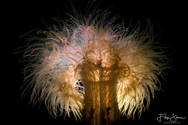 plumose anemone or frilled anemone, backlighted. Zeeland,... by Filip Staes 