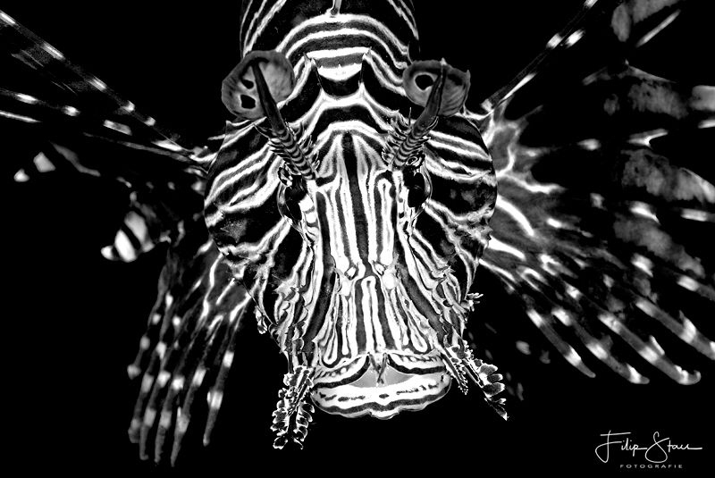 Portret of a lionfish. Dahab,Egypt. by Filip Staes 
