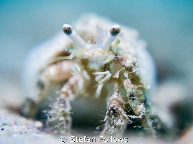 Softly Softly

Hermit Crab - Diogenidae sp.

Mae Haad... by Stefan Follows 