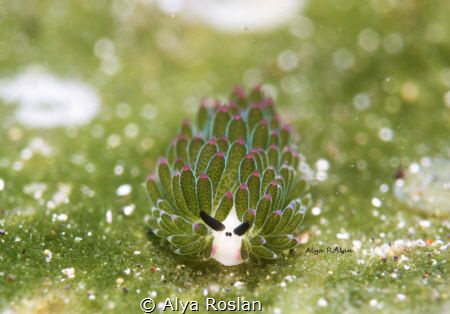 Shaun the Sheep (Costasiella Sp.3) the cutest  nudibranch... by Alya Roslan 