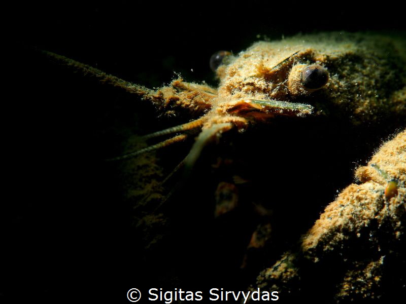 Crayfish portrait by Sigitas Sirvydas 