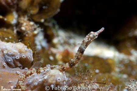 A small pipefish hiding inside a soft coral by Fabrizio Torsani 